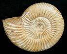 Perisphinctes Ammonite - Jurassic #5228-2
